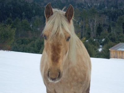 Back in the Saddle Image